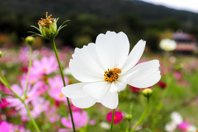 De Voordelen van Royal Jelly in Skincare